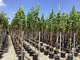 Arborele lalea columnar arbore 2.00 - 2.50 m  / Liriodendron tulipifera "Fastigiata" /