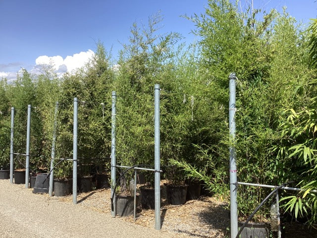 Bambus negru / Phyllostachys nigra  /