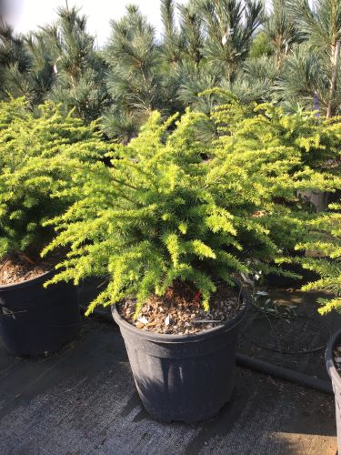 Cedru compact Atlantica / Cedrus atlantica "Compacta" /