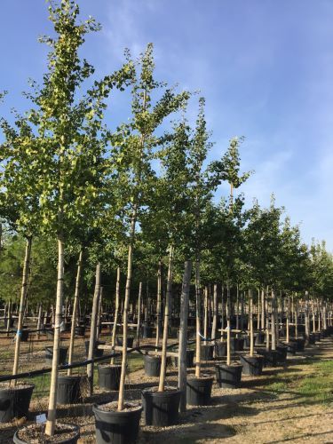 Arborele pagodelor / Ginko biloba  /