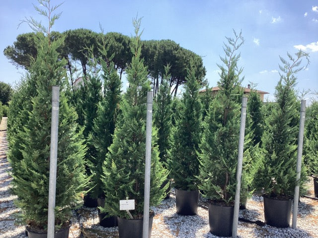 Cypress leylandii 2.20 - 2.40 m / x Cupressocyparis leylandii /
