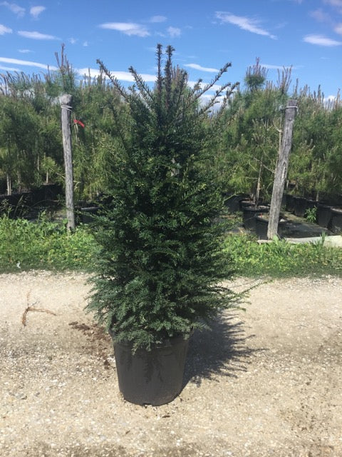 Tisa tufa / Taxus baccata /