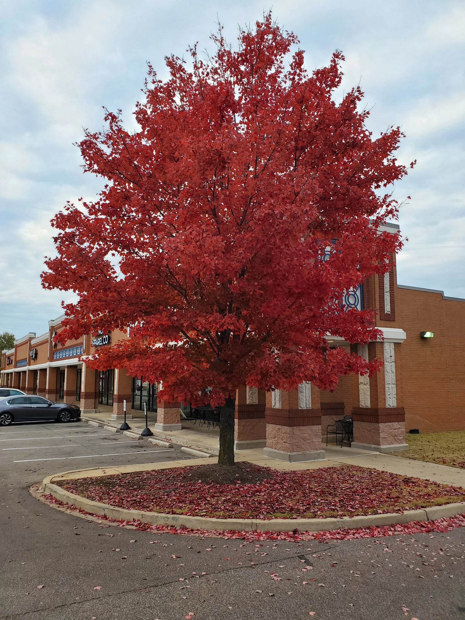 Artar rosu „Brandywine” / Acer rubrum „Brandywine” / - Gradina Noastra