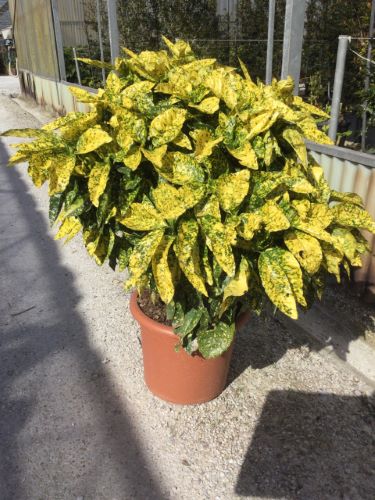 Pom de aur &quot;Crotonifolia Gold&quot;  1.00 - 1.20 m / Aucuba japonica &quot;Crotonifolia Gold&quot; /