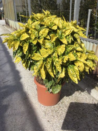 Pom de aur "Crotonifolia Gold" 1.00 - 1.20 m / Aucuba japonica "Crotonifolia Gold" / by gradina-noastra