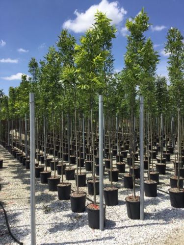 Frasin "Autumn Purple" 2.00 - 2.50 m / Fraxinus americana "Autumn Purple"/ - Gradina Noastra