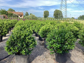 Ilex Nellie Stevens minge / Ilex mutchagara „Nellie R. Stevens”/ - Gradina Noastra