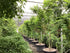 Artar japonez / Acer palmatum / by gradina-noastra
