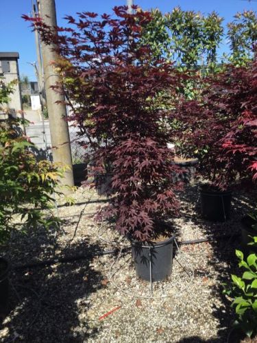 Artar japonez &quot;Fireglow&quot; 1.50 - 1.70 m / Acer palm &quot;Fireglow&quot; /