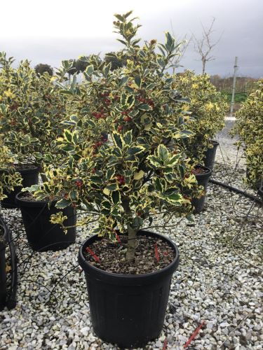 Laur sfant „Argenteomarginata” tufa / Ilex aquifolium "Argenteomarginata"/