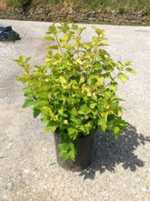 Physocarpus "Dart&