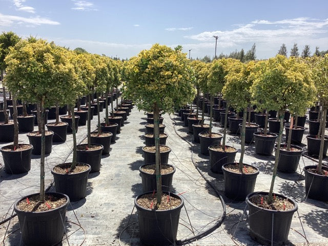 Salba japoneza" Elegant Aureus " pomisor / Euonymus jap. "Elegant Aureus"/