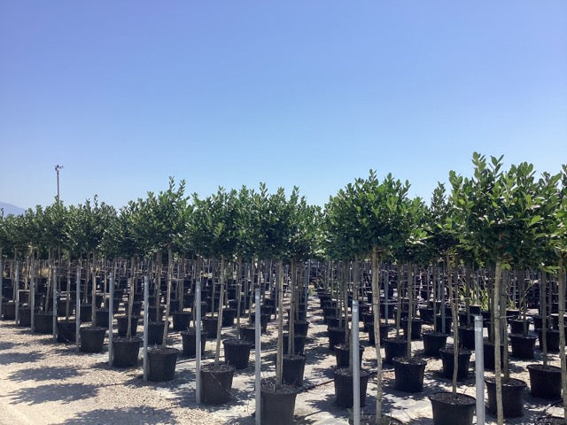 Ilex "Nellie R.Stevens" arbore mic / Ilex mutchagara "Nellie R.Stevens"/