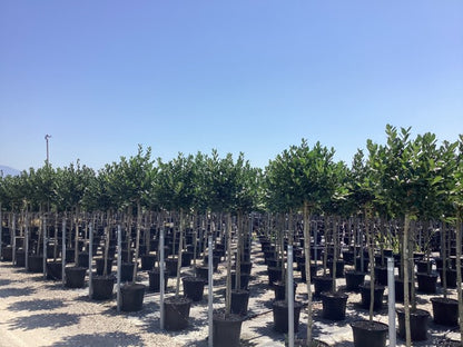 Ilex "Nellie R.Stevens" arbore mic / Ilex mutchagara "Nellie R.Stevens"/