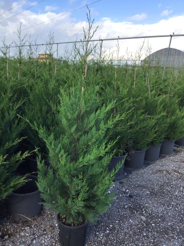 Chiparos leylandii în ghivece, Cupressocyparis leylandii, conifer compact, cu port conic și ramuri dense.