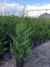 Chiparos leylandii în ghivece, Cupressocyparis leylandii, conifer compact, cu port conic și ramuri dense.