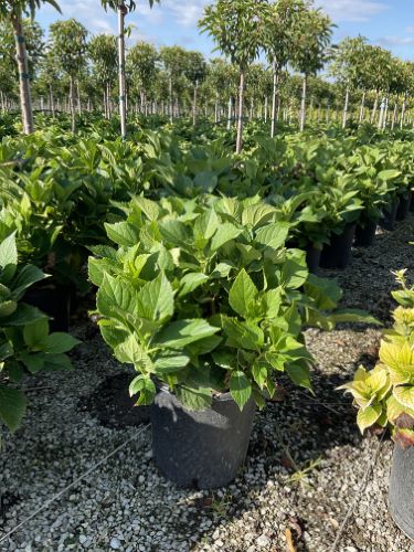 Hortensia "Zaffiro" / Hydrangea macr. "Zaffiro"/