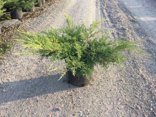 Ienupar varietati 0.60 - 0.80 m / Juniperus sp./