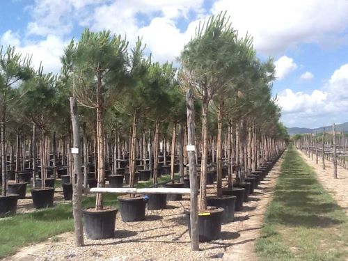 Austrian black pine tree 3.50 - 4.00 m / Pinus nigra austriaca /