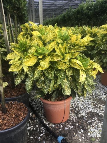 Pom de aur &quot;Crotonifolia Gold&quot;  1.00 - 1.20 m / Aucuba japonica &quot;Crotonifolia Gold&quot; /