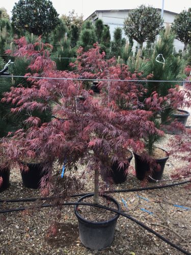 Artar japonez "Inaba Shidare" / Acer palmatum dissectum "Inaba Shidare"/ - Gradina Noastra