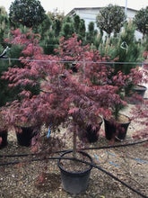 Artar japonez "Inaba Shidare" / Acer palmatum dissectum "Inaba Shidare"/ - Gradina Noastra