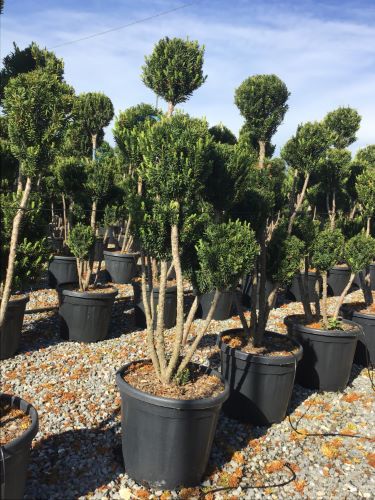 Tisa &quot;Hillii&quot; Pom Pom  1.10 m / Taxus x media &quot;Hillii&quot; /