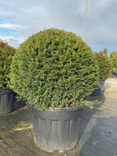 Tisa minge / Taxus baccata / - Gradina Noastra