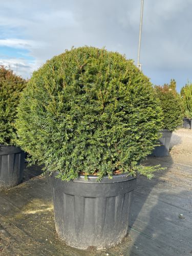 Tisa minge / Taxus baccata / - Gradina Noastra
