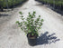 Hortensia paniculata "Diamond Rouge", plantă frumoasă, ideală pentru grădini, disponibilă la [Numele Magazinului].