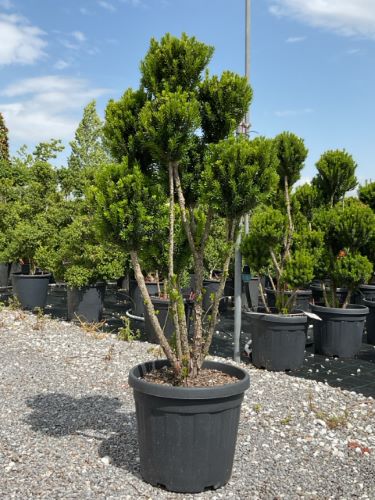 Tisa "Hillii" Pom Pom 1.10 m / Taxus x media "Hillii" / by gradina-noastra