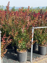 Liliac Indian "Dynamite" / Lagerstroemia Indica "Dynamite" / - Gradina Noastra