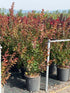 Liliac Indian "Dynamite" / Lagerstroemia Indica "Dynamite" / - Gradina Noastra