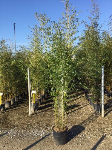 Bambus vesnic verde / Phillostachys bissetii  /