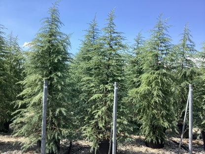 Cedru de Himalaya / Cedrus deodara /