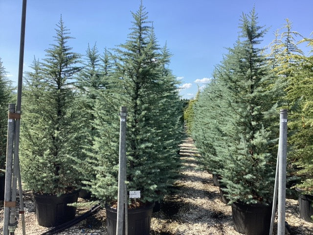 Cedru de Himalaya "Bush Electra" / Cedrus deodora "Bush Electra" /
