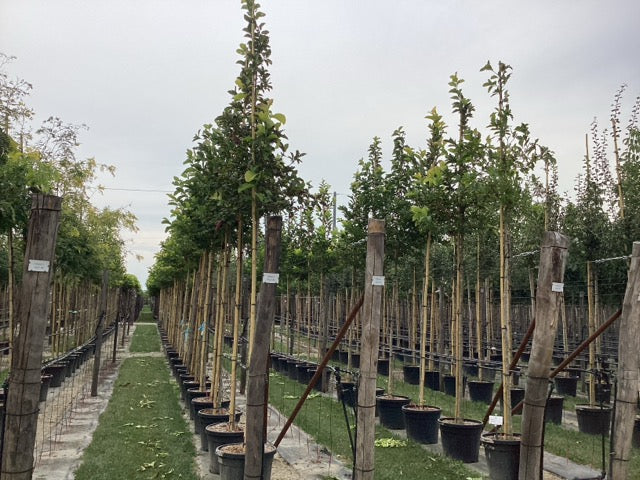 Magnolia stellata arbore / Magnolia stellata/ - Gradina Noastra