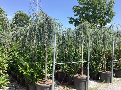 Flowing silver cedar 2.00 - 2.50 m / Cedrus atlantica glauca pendula /