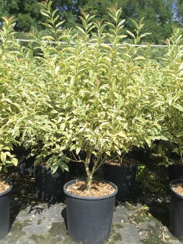 Lemn cainesc "Excelsum Superbum" tufa / Ligustrum japonicum "Excelsum Superbum"/