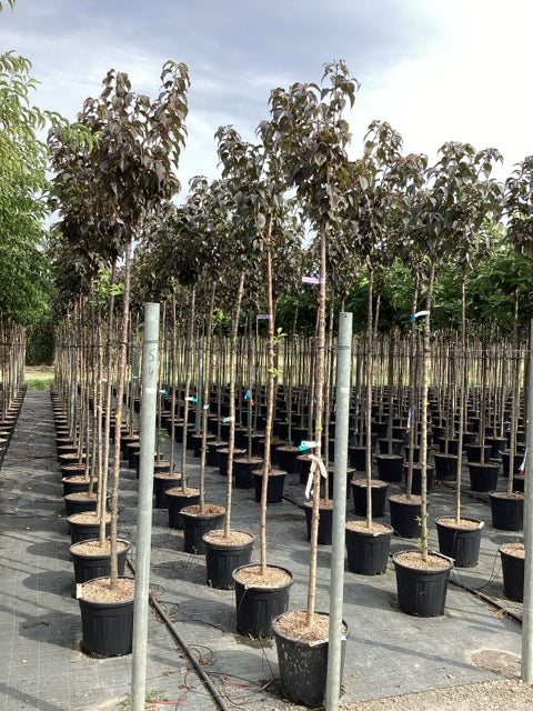 Cires japonez "Royal Burgundy" / Prunus serrulata "Royal Burgundy" / - Gradina Noastra