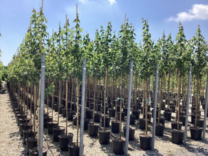 Artar rosu „Sun Valley” 2.00 - 2.50 m / Acer rubrum „Sun Valley” /