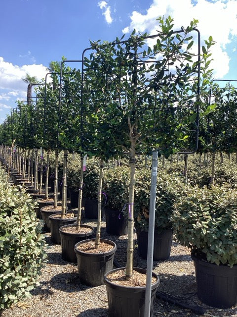 Ilex "Nellie R.Stevens" palier pe trunchi / Ilex mutchagara "Nellie R.Stevens"/