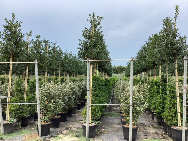 Ilex Nellie Stevens arbore / Ilex mutchagara „Nellie R. Stevens”  / - Gradina Noastra