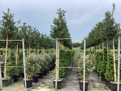 Ilex Nellie Stevens arbore / Ilex mutchagara „Nellie R. Stevens”  / - Gradina Noastra