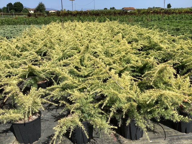 Cedru „Golden Horizon” tufa / Cedrus deodara „Golden Horizon”/