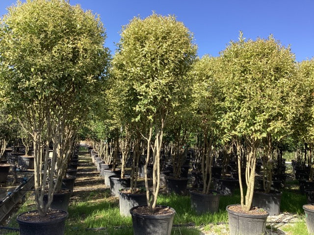 Lemn cainesc "Excelsum Superbum" multitulpinal / Ligustrum japonicum "Excelsum Superbum"/