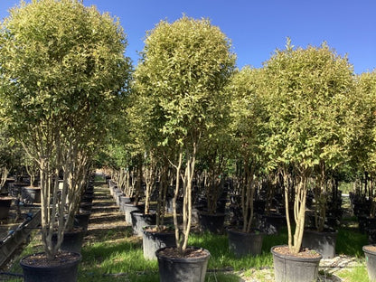 Lemn cainesc "Excelsum Superbum" multitulpinal / Ligustrum japonicum "Excelsum Superbum"/