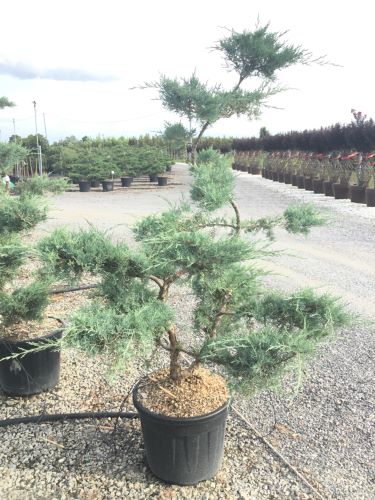 Ienupar &quot;Pfitzeriana Glauca&quot; Bonsai 1.40 - 1.60 m / Juniperus × media &quot;Pfitzeriana Glauca&quot;/