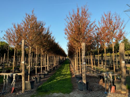 Liliac Indian "Durant Red" arbore / Lagerstroemia Indica  "Durant Red"/