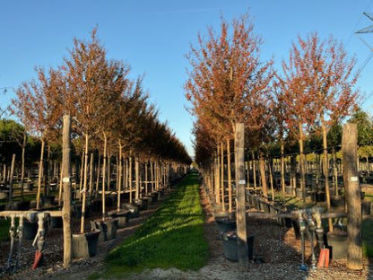 Liliac Indian "Durant Red" arbore / Lagerstroemia Indica  "Durant Red"/